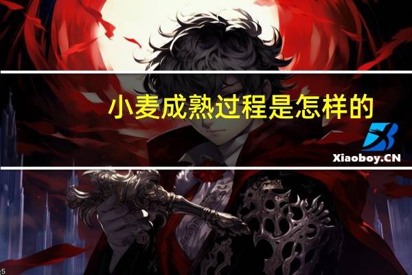 小麦成熟过程是怎样的