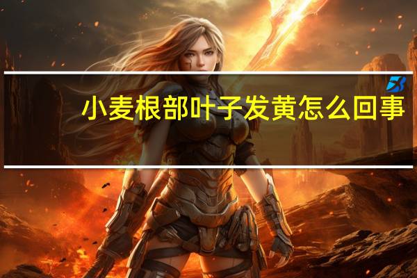 小麦根部叶子发黄怎么回事