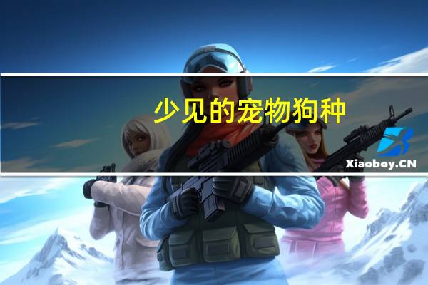 少见的宠物狗种