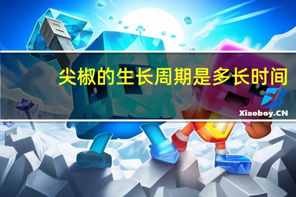 尖椒的生长周期是多长时间