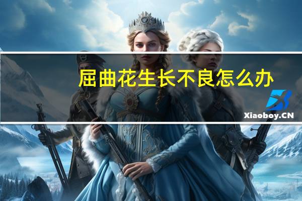 屈曲花生长不良怎么办