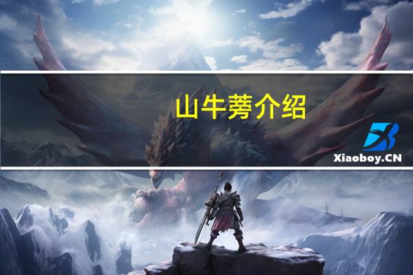 山牛蒡介绍