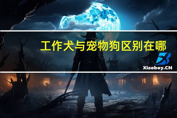 工作犬与宠物狗区别在哪