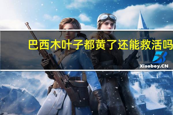巴西木叶子都黄了还能救活吗
