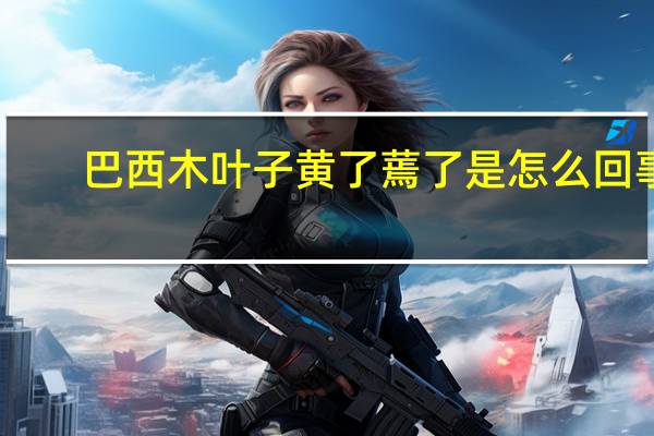 巴西木叶子黄了蔫了是怎么回事