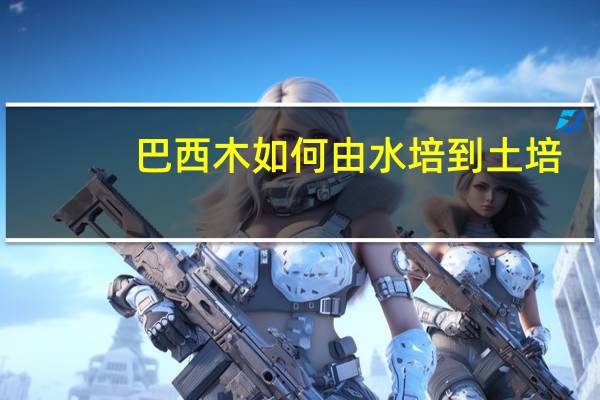 巴西木如何由水培到土培