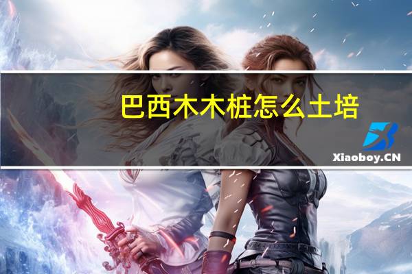 巴西木木桩怎么土培