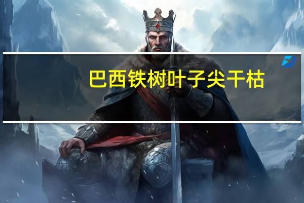 巴西铁树叶子尖干枯