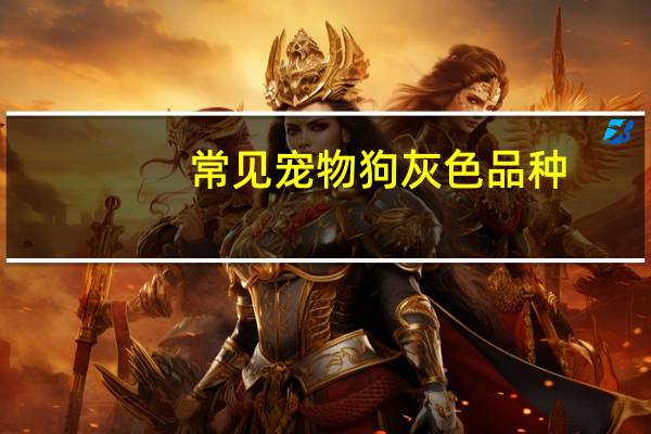 常见宠物狗灰色品种