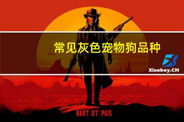 常见灰色宠物狗品种