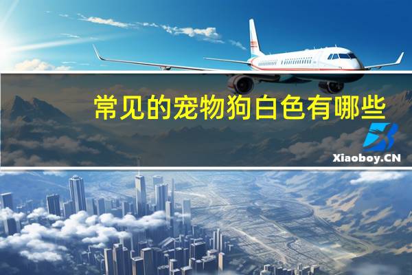 常见的宠物狗白色有哪些