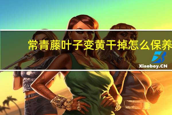 常青藤叶子变黄干掉怎么保养