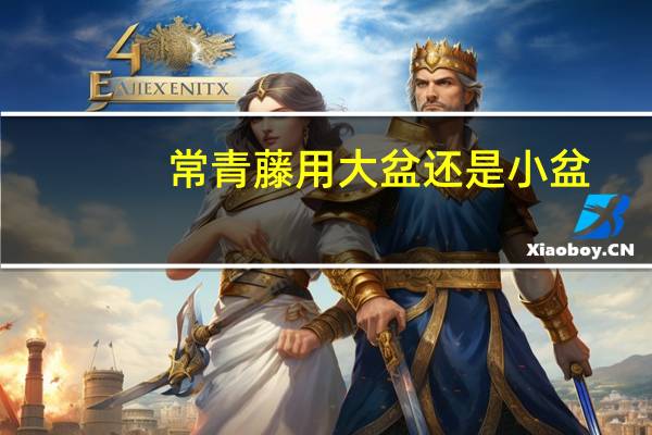 常青藤用大盆还是小盆
