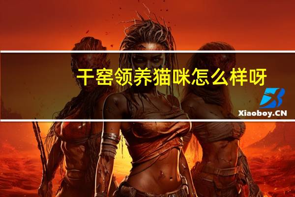 干窑领养猫咪怎么样呀