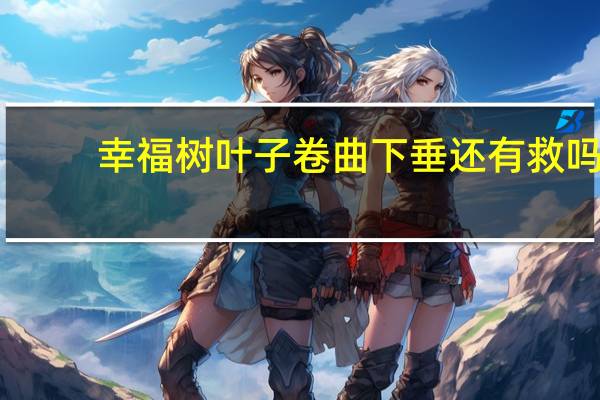 幸福树叶子卷曲下垂还有救吗