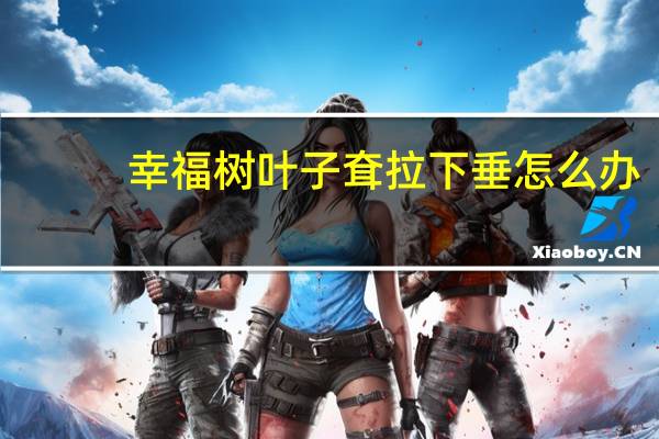 幸福树叶子耷拉下垂怎么办