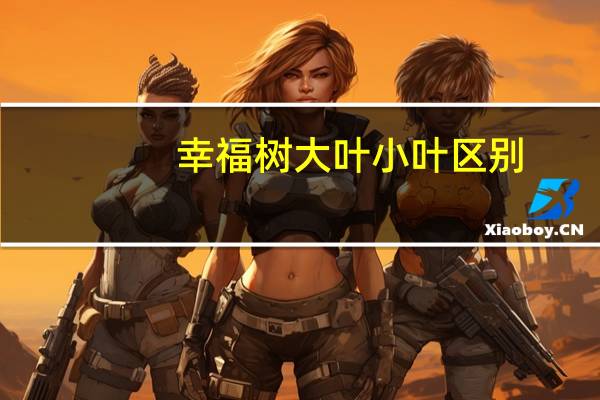 幸福树大叶小叶区别