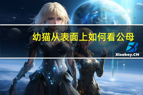 幼猫从表面上如何看公母