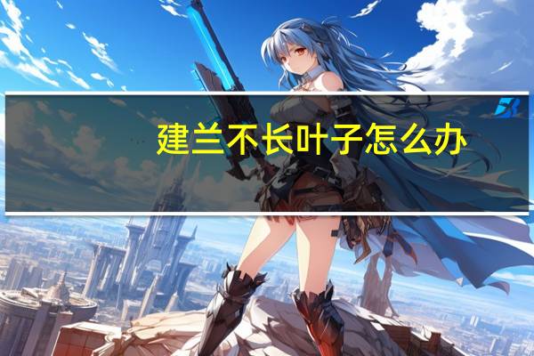 建兰不长叶子怎么办