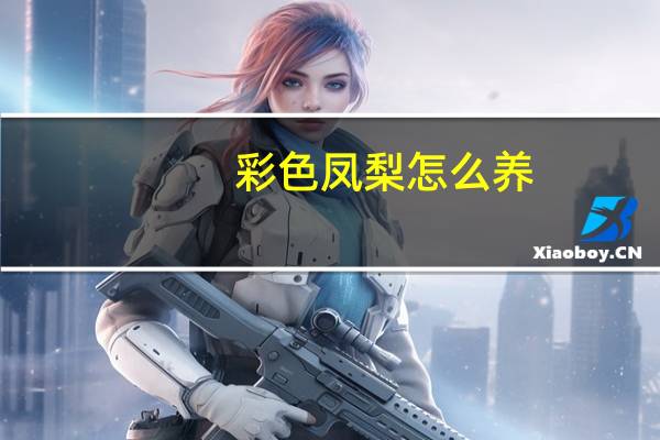 彩色凤梨怎么养