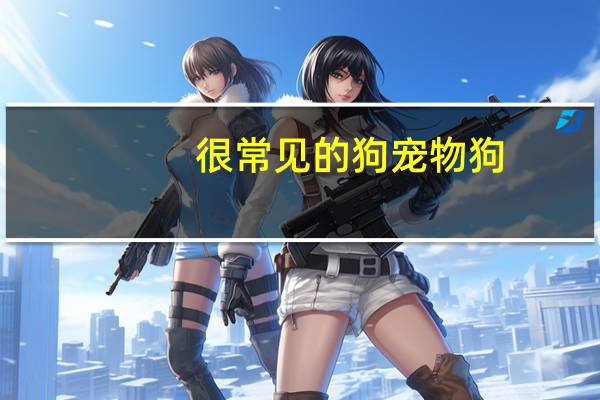 很常见的狗宠物狗