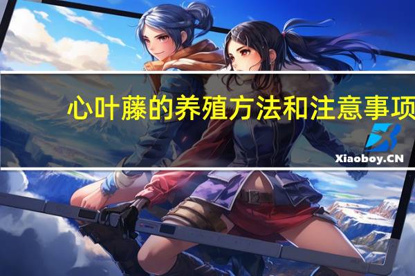 心叶藤的养殖方法和注意事项