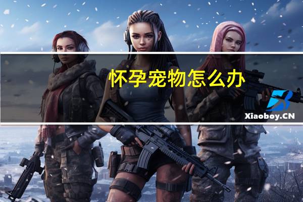 怀孕宠物怎么办