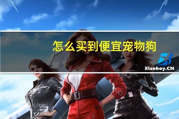 怎么买到便宜宠物狗
