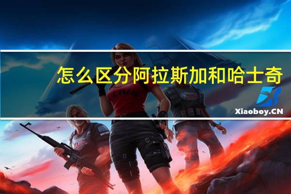 怎么区分阿拉斯加和哈士奇
