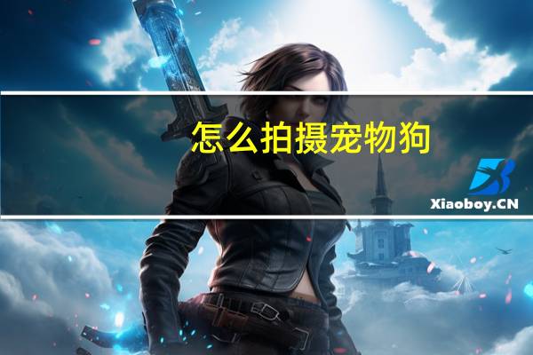 怎么拍摄宠物狗