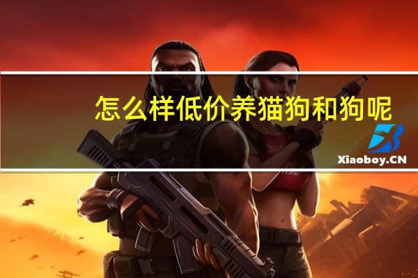 怎么样低价养猫狗和狗呢