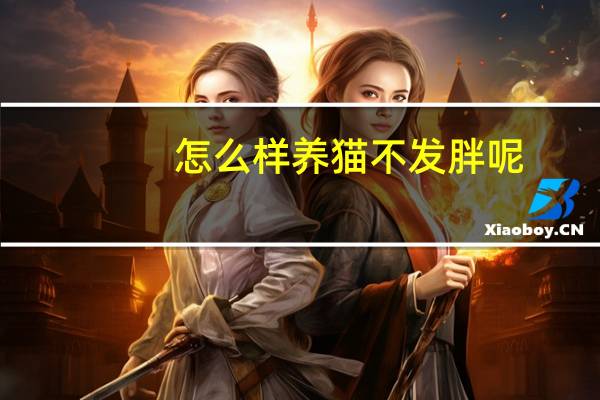 怎么样养猫不发胖呢