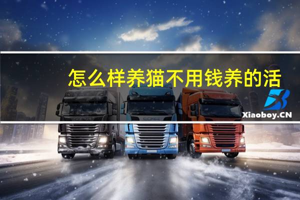 怎么样养猫不用钱养的活
