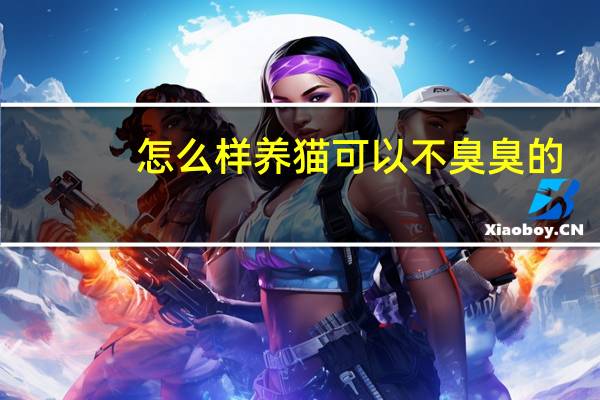 怎么样养猫可以不臭臭的