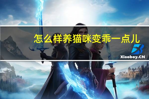 怎么样养猫咪变乖一点儿