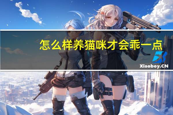 怎么样养猫咪才会乖一点