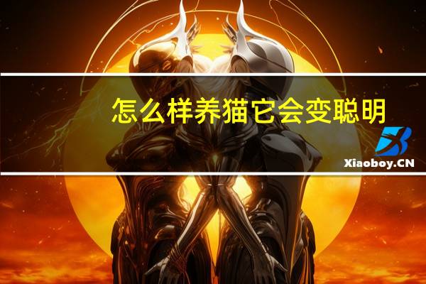 怎么样养猫它会变聪明