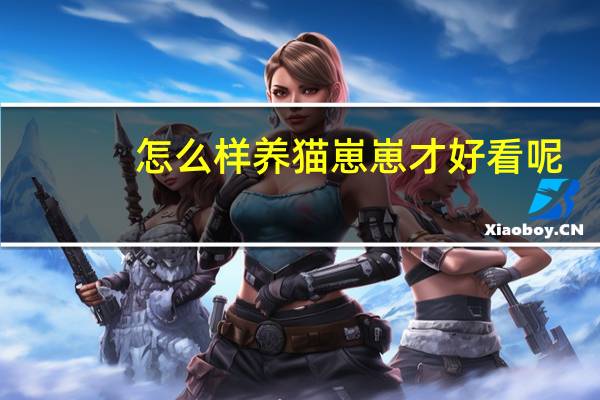 怎么样养猫崽崽才好看呢