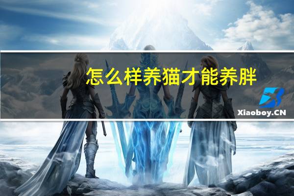 怎么样养猫才能养胖
