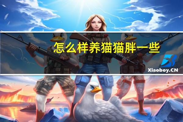 怎么样养猫猫胖一些