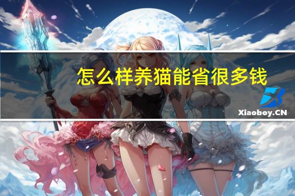 怎么样养猫能省很多钱