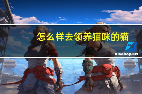 怎么样去领养猫咪的猫