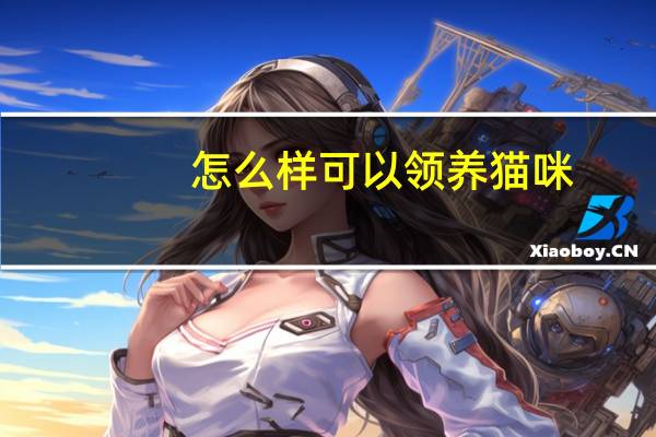 怎么样可以领养猫咪