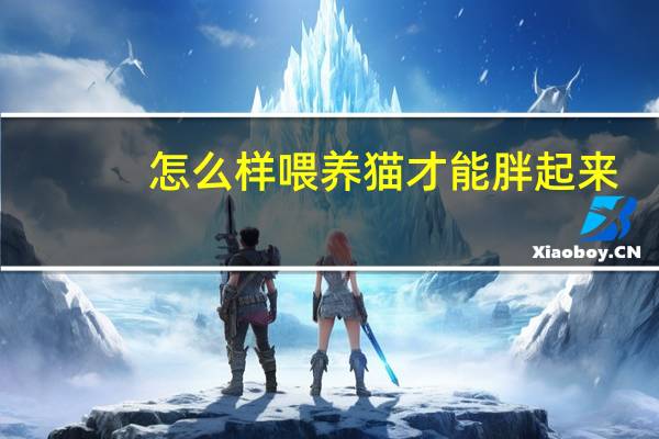 怎么样喂养猫才能胖起来