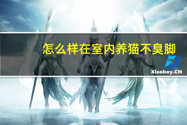 怎么样在室内养猫不臭脚