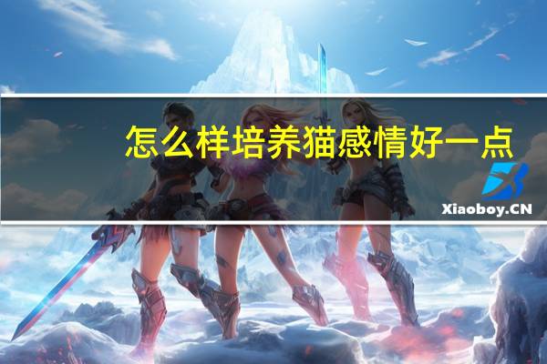 怎么样培养猫感情好一点
