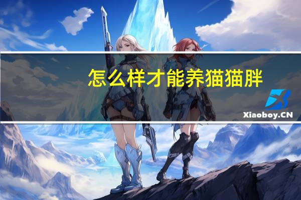 怎么样才能养猫猫胖