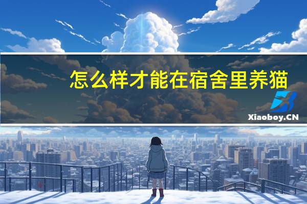怎么样才能在宿舍里养猫