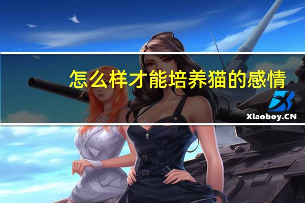 怎么样才能培养猫的感情