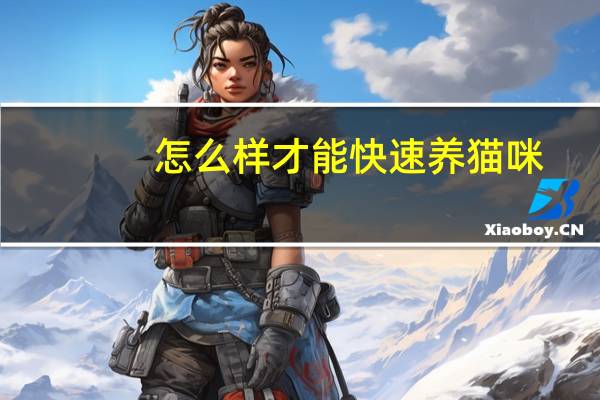 怎么样才能快速养猫咪